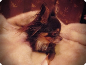 Spoil ME, spoil MY chi~chi!